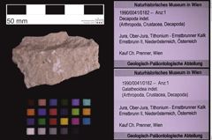 Foto (Objekt + Etiketten) von Galatheoidea indet. (NHMW-GEO-1990-0041-0182)